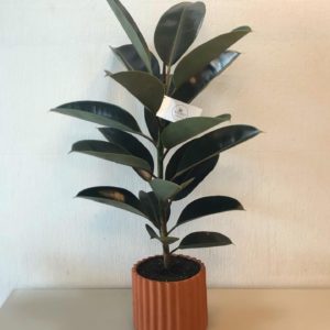 Planta de Hule
