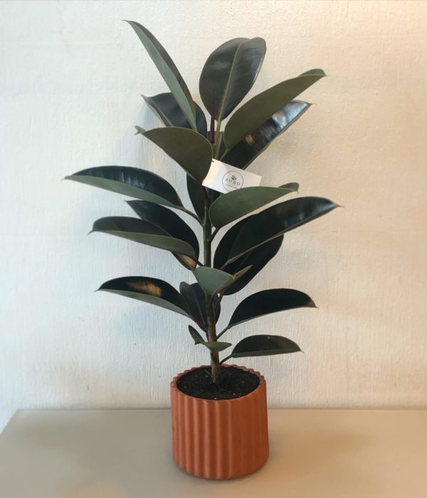 Planta de Hule