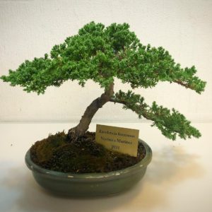Bonsai
