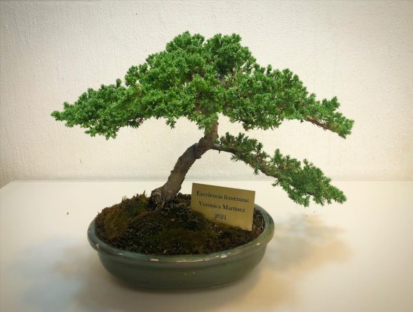 Bonsai Excelencia Femenina