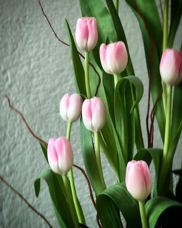Fancy Tulip - Image 3