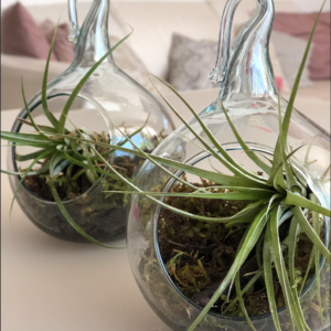 Plantas