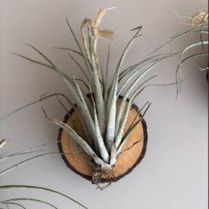 Planta Aérea colgante juego de 3pzas.