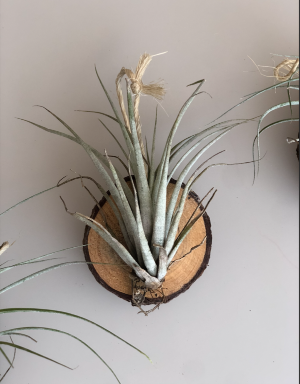 Planta Aérea colgante juego de 3pzas.