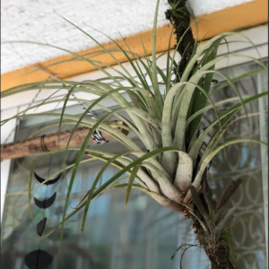 Planta Aérea Grande con Tronco