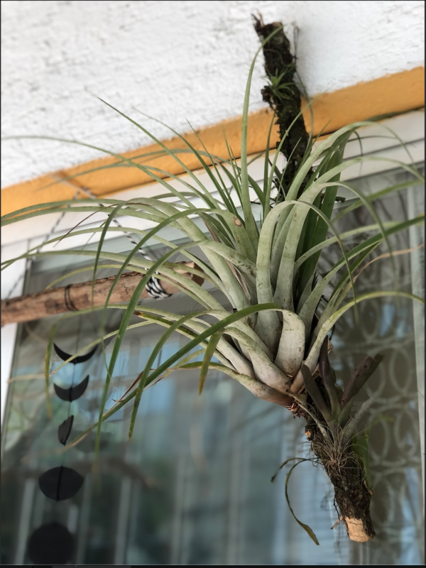 Planta Aérea Grande con Tronco