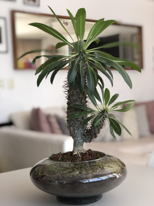 Magia de la India Bonsai Gde