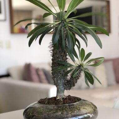 Magia de la India Bonsai Gde